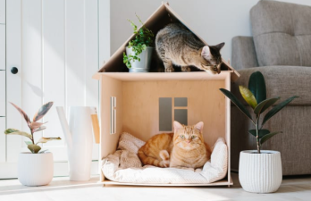 Playful Cats Breeds for Apartment Life